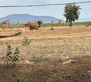 Elefanten und Giraffen