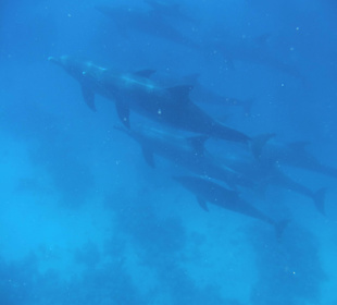 Delphine vor Hurghada