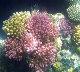 Korallenstock