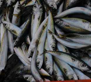 Kleine Fische
