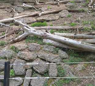 Eurasienbereich - Lebensraum Totholz