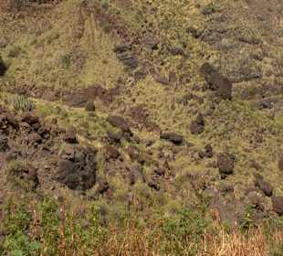 Roślinność Gór Gran Canaria