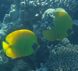 Unterwasserwelt Hausriff Arabia Beach
