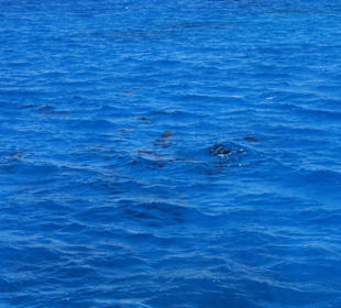 Delphine im Roten Meer