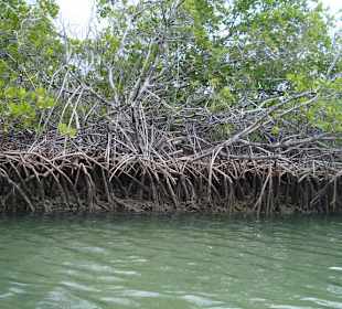 Paradiesinselausflug