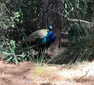 Plaka Forrest (Pfauenwald)