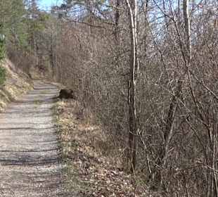Hirschauer Spitzbergwegle (Premiumspazierwanderweg