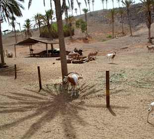 Oasis Park - Fuerteventura