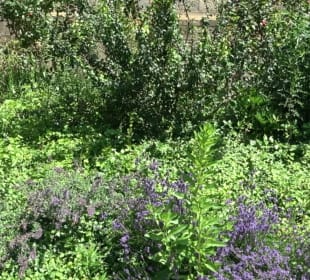 Friedenskirche (Handschuhsheim)