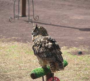 Greifvogelshow