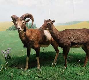 Vogel-und Jagdtierkunde