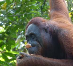 Mit viel Glück konnten wir die Tiere beobachten