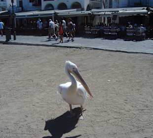 Petro