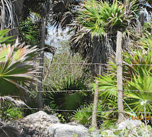 Dschungel hin. Naturstrand abgesperrt