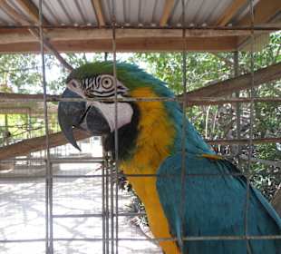 Die Tiere im Paradies