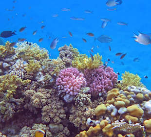 Schnorcheln am Hausriff