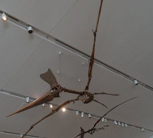 Dinosaurier-Skelette im Royal Ontario Museum