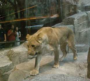Lion Habitat