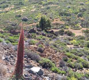  Parque Nacional del Teide