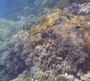 Wunderschönes Hausriff