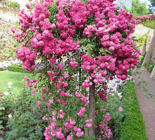 Ein wunderschöner Rosenstock