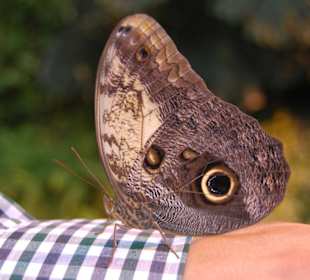 Großer Morpho auf Arm