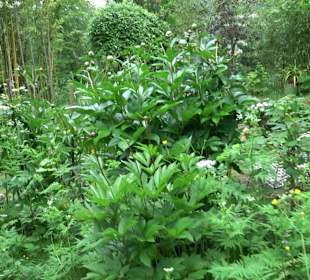 Mezger's Bürgle Park