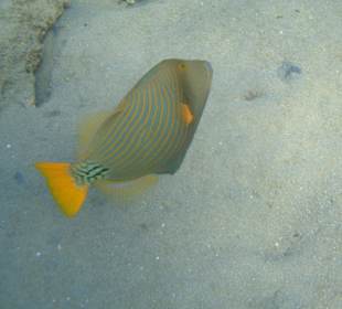 Gelbschwanzdrückerfisch