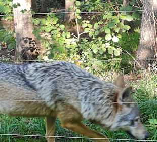 Alternativer Wolf- und Bärenpark