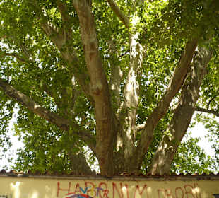 Najstarsze drzewo nad Ścianą Johna Lennona