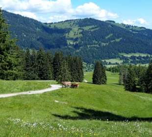 Blick entlang des Stuimändle Weges