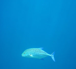 Three Corners Fayrouz Plaza Beach Resort