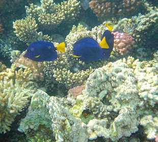 Unterwasserwelt Makadi Bay