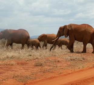 Rote Elefanten im Tsavo Ost