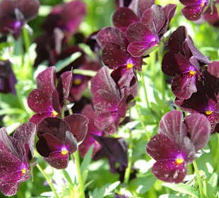 Осторов майнау