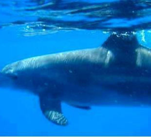 Reisetipp: Delfintour ab Hurghada und Safaga