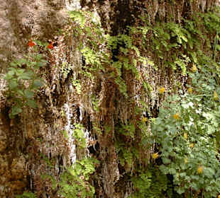 Zion: Riverside Wolk