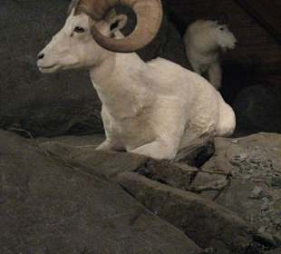 Kluane Museum of Natural History