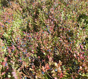 Auf dem Weg zum Kleinen Arber