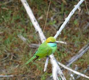 Farbenfrohe Vogelwelt
