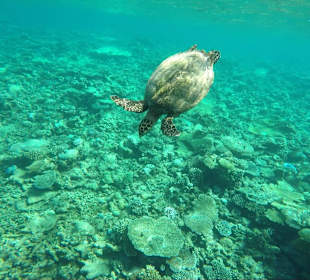 Turtle Reef Ausflug 