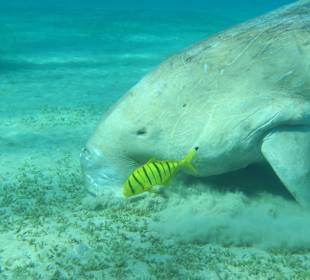 Dugong Karl 