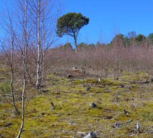 Dünenlandschaft auf der Kurischen Nehrung b. Nida