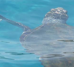 Schildkröte 