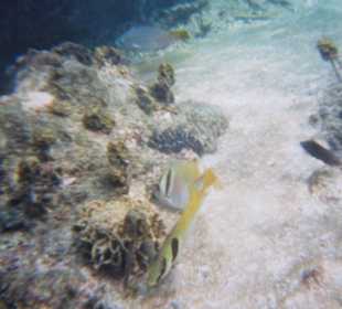 Beim Schnorcheln ! Herrliche Fische !