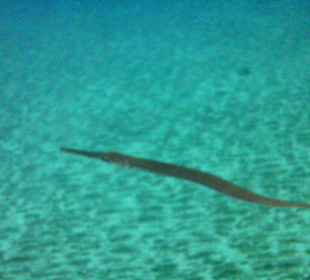 Schnorcheln Marsa Alam