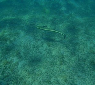 Odpływająca podnawka