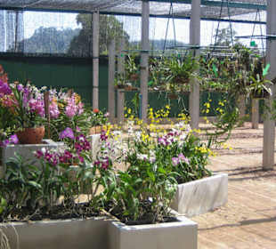Lanta Orchid Nursery Hybrid's Section