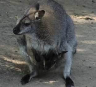 So nah konnten wir an die Tiere heran