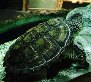 Schildkröte
